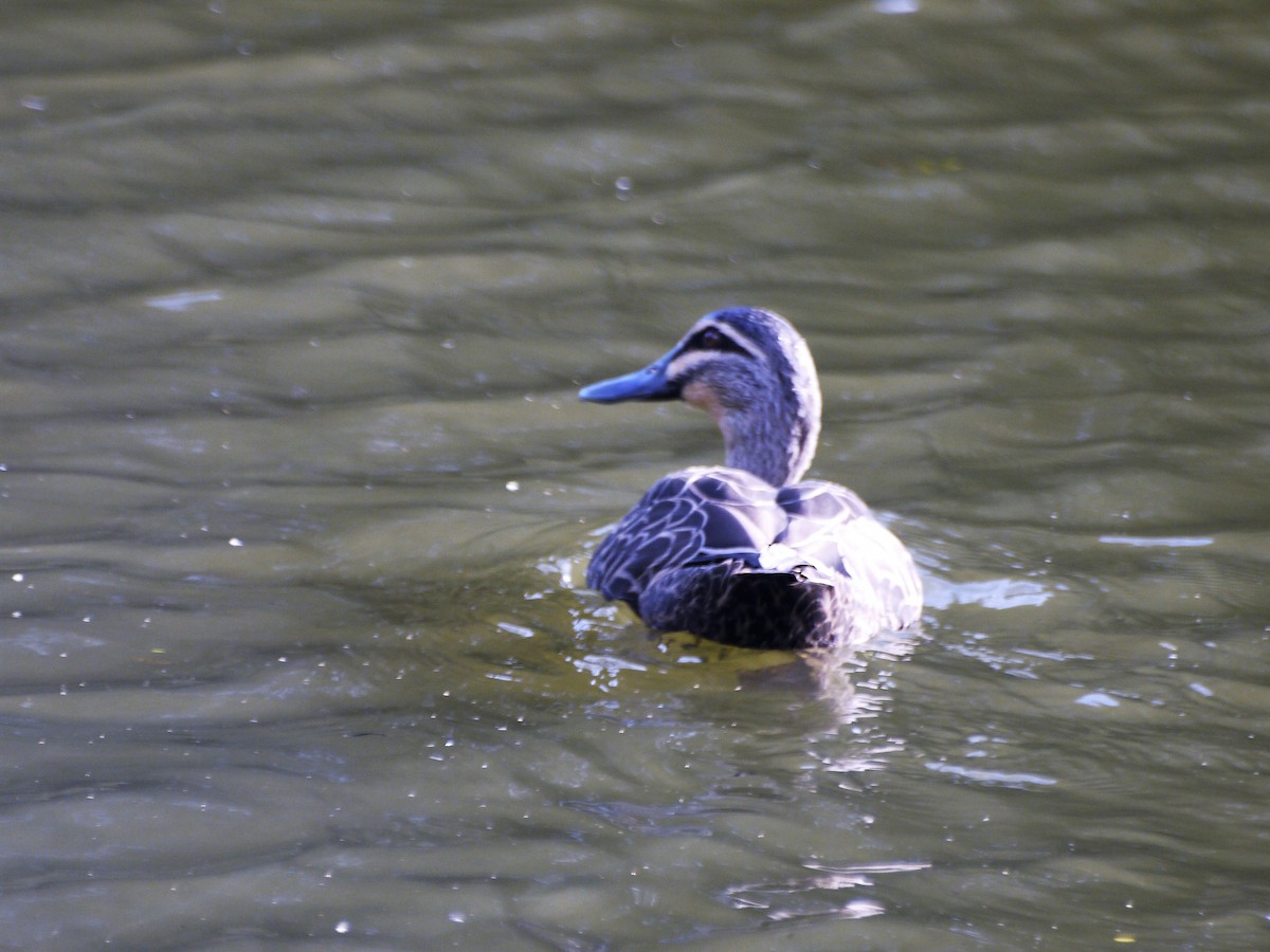 Pacific Black Duck - ML54547251