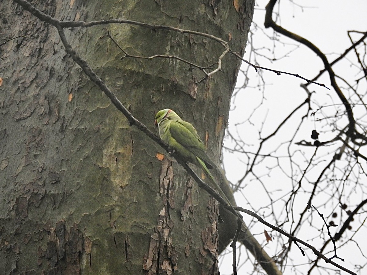 Rose-ringed Parakeet - ML545473321