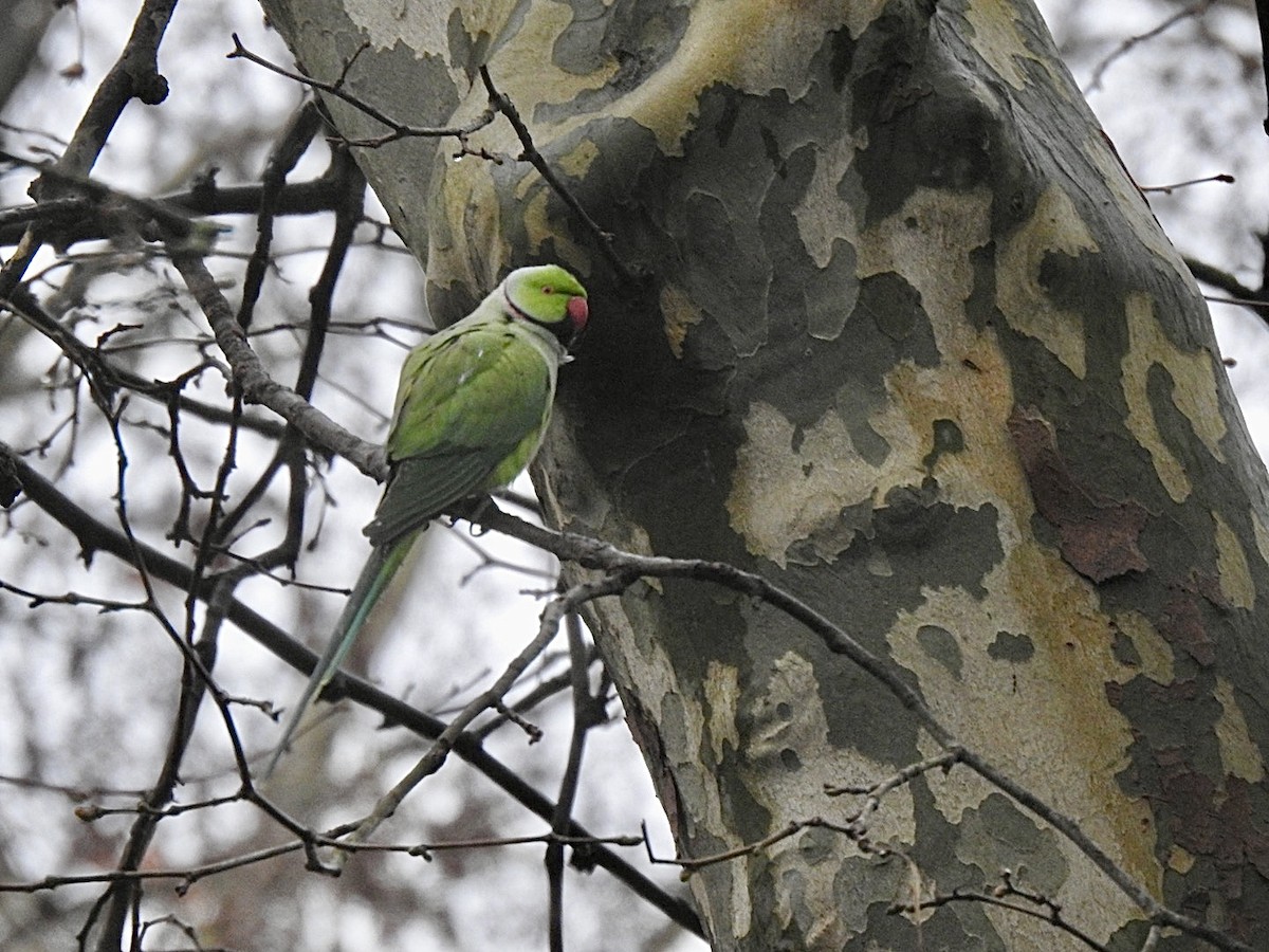 Rose-ringed Parakeet - ML545473341