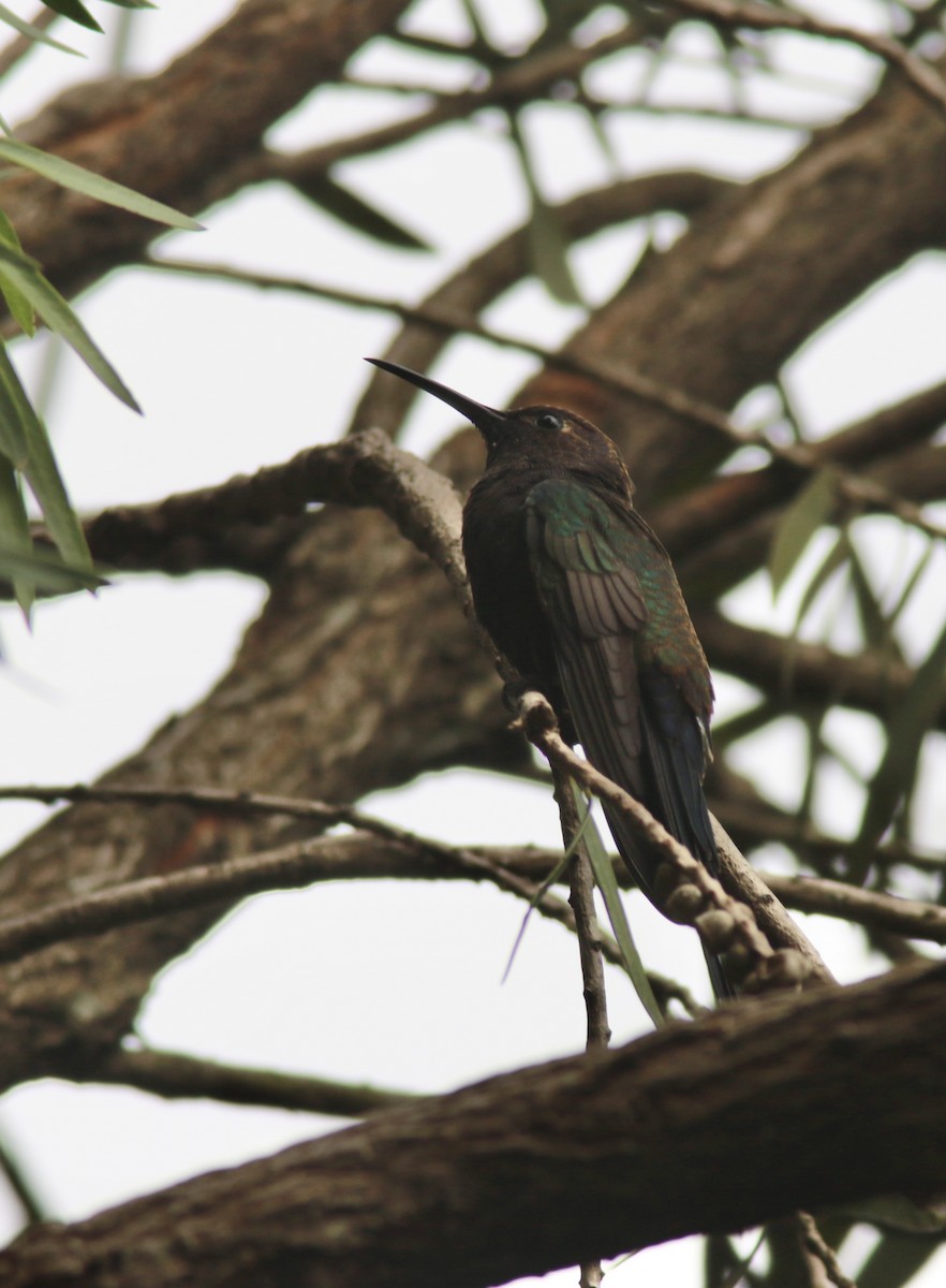 Colibrí Golondrina - ML545473761