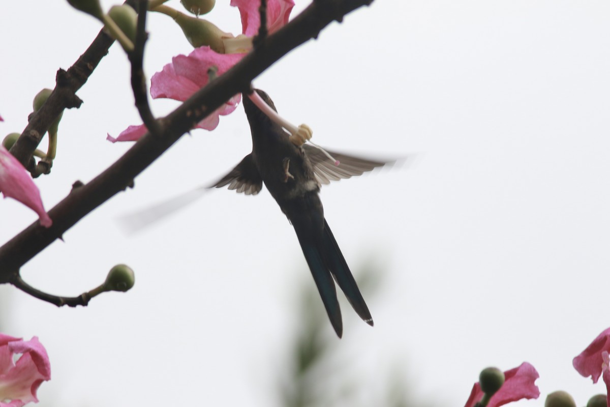 Swallow-tailed Hummingbird - ML545473771