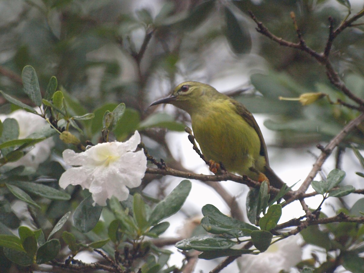 Brown-throated Sunbird - ML545473811