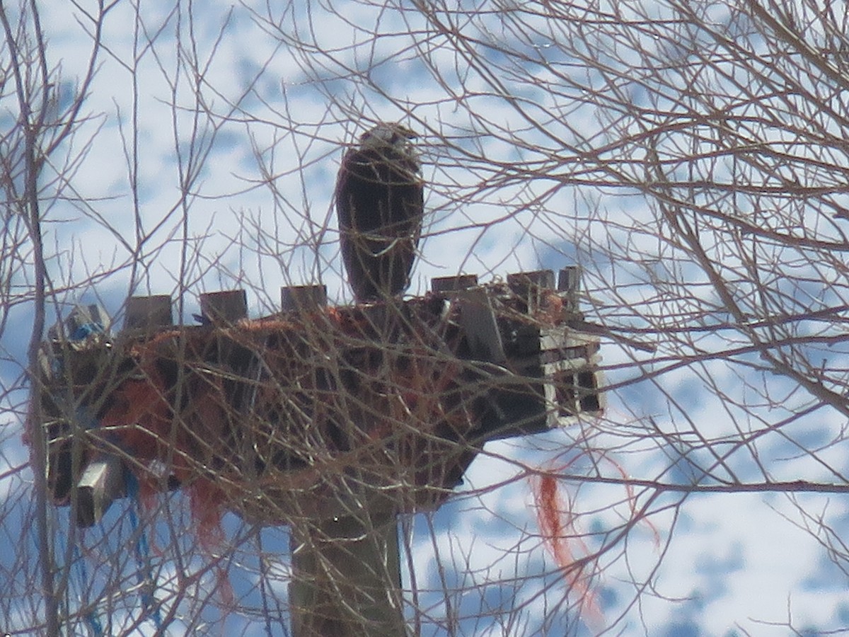 Osprey (carolinensis) - ML545473881