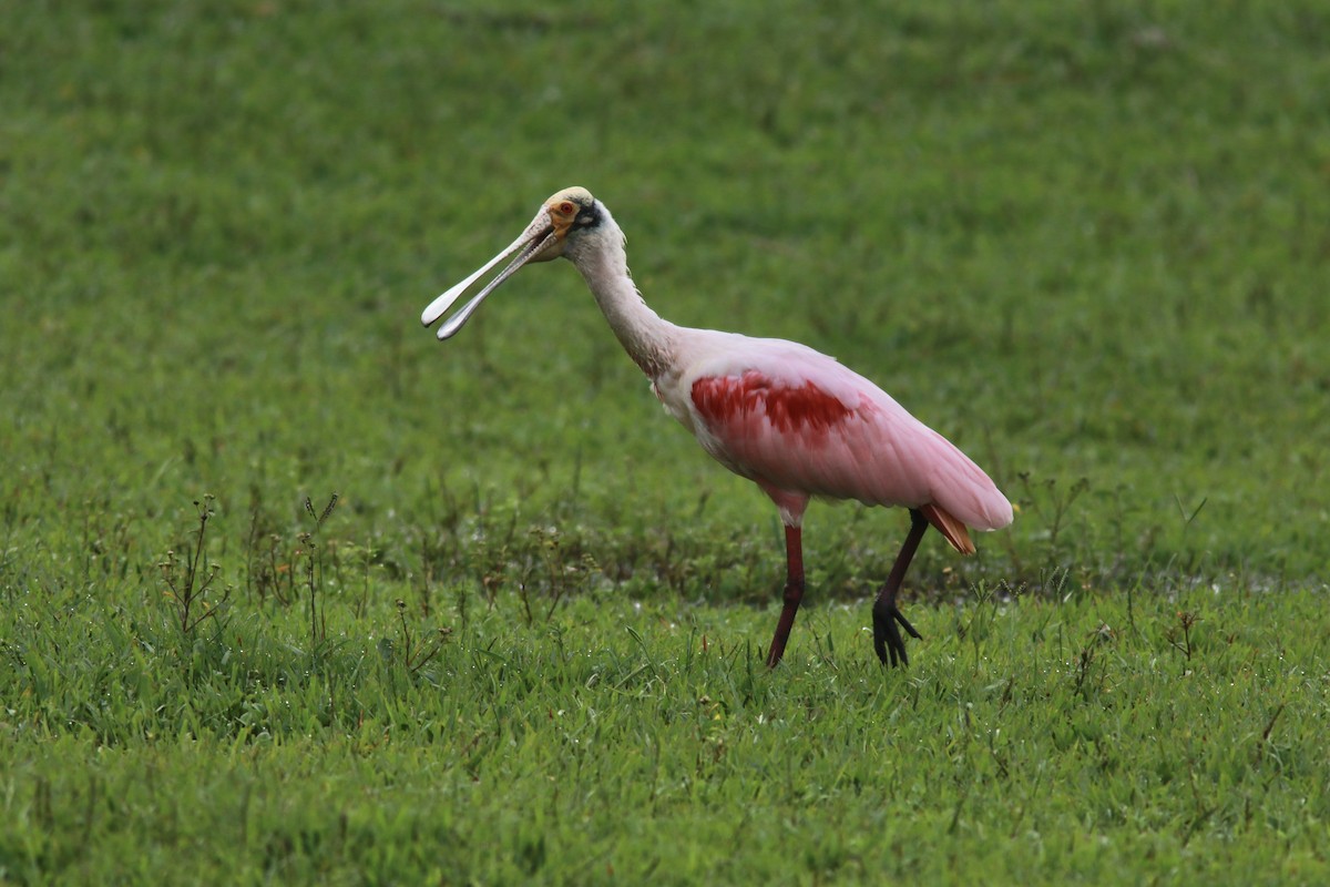 Roseate Spoonbill - ML545474471