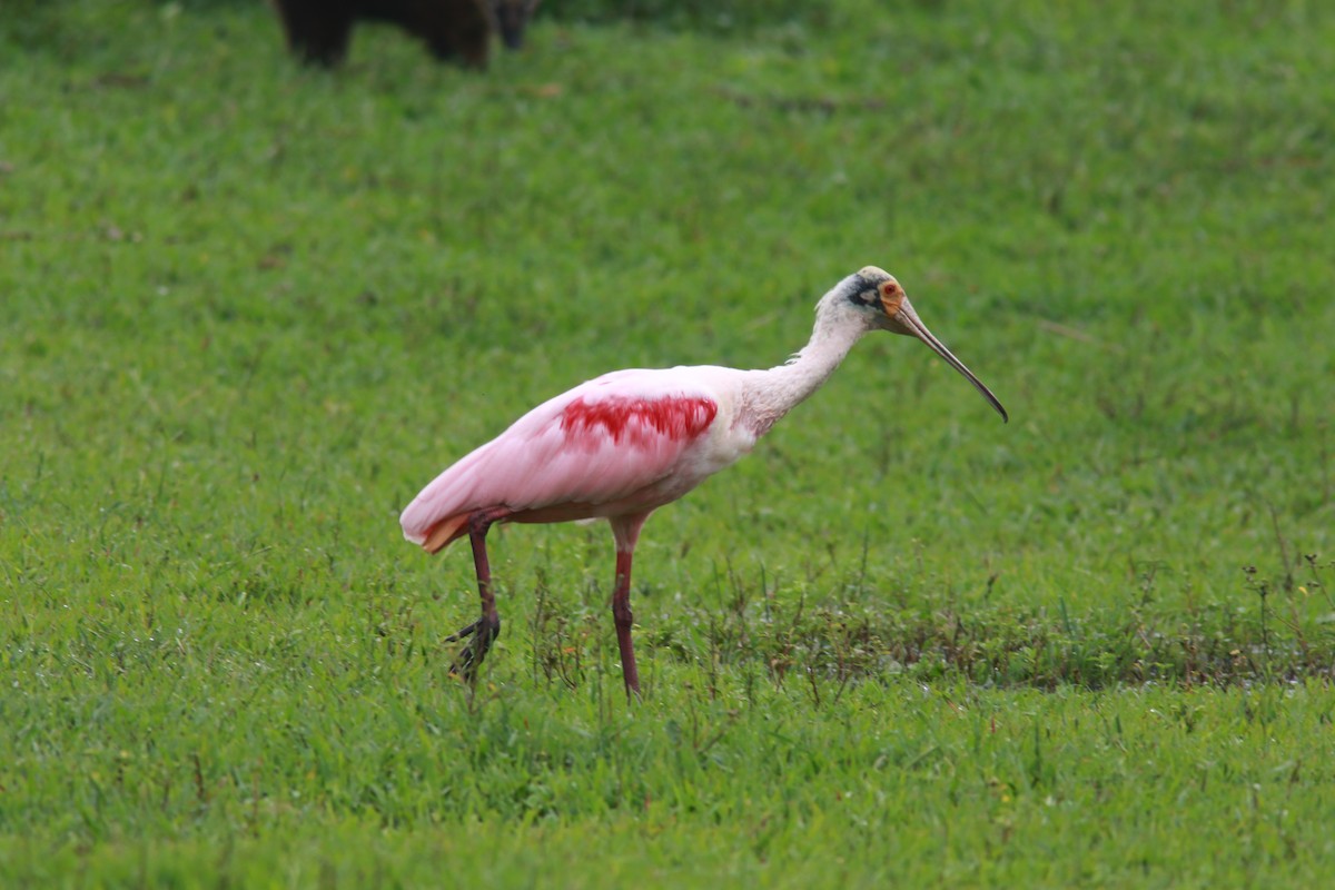 Roseate Spoonbill - ML545474481