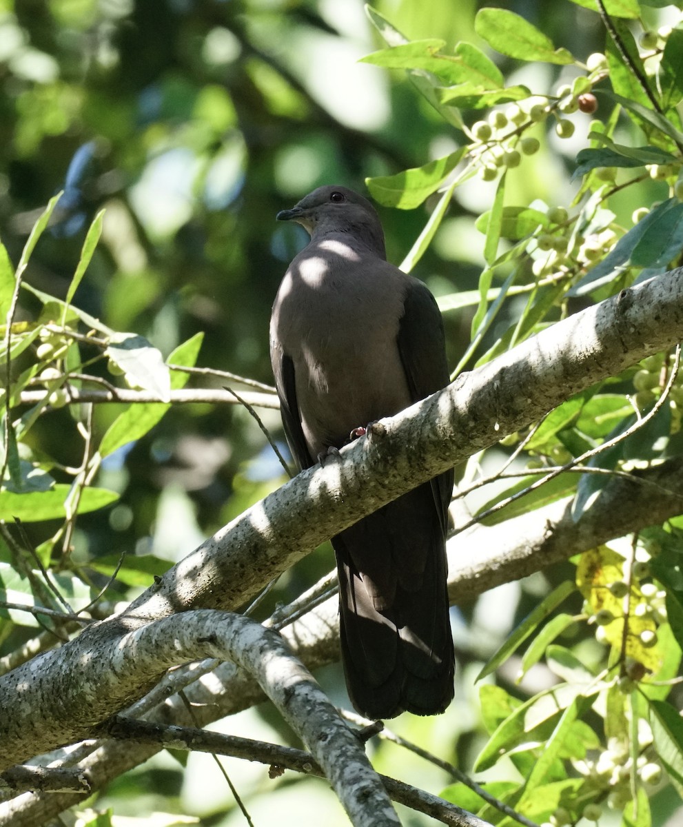 Short-billed Pigeon - ML545474891