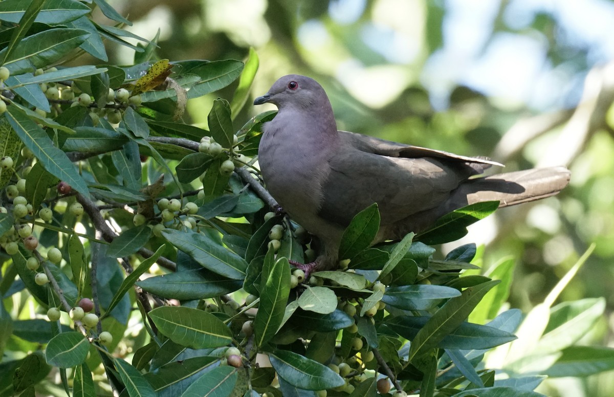 Short-billed Pigeon - ML545474911