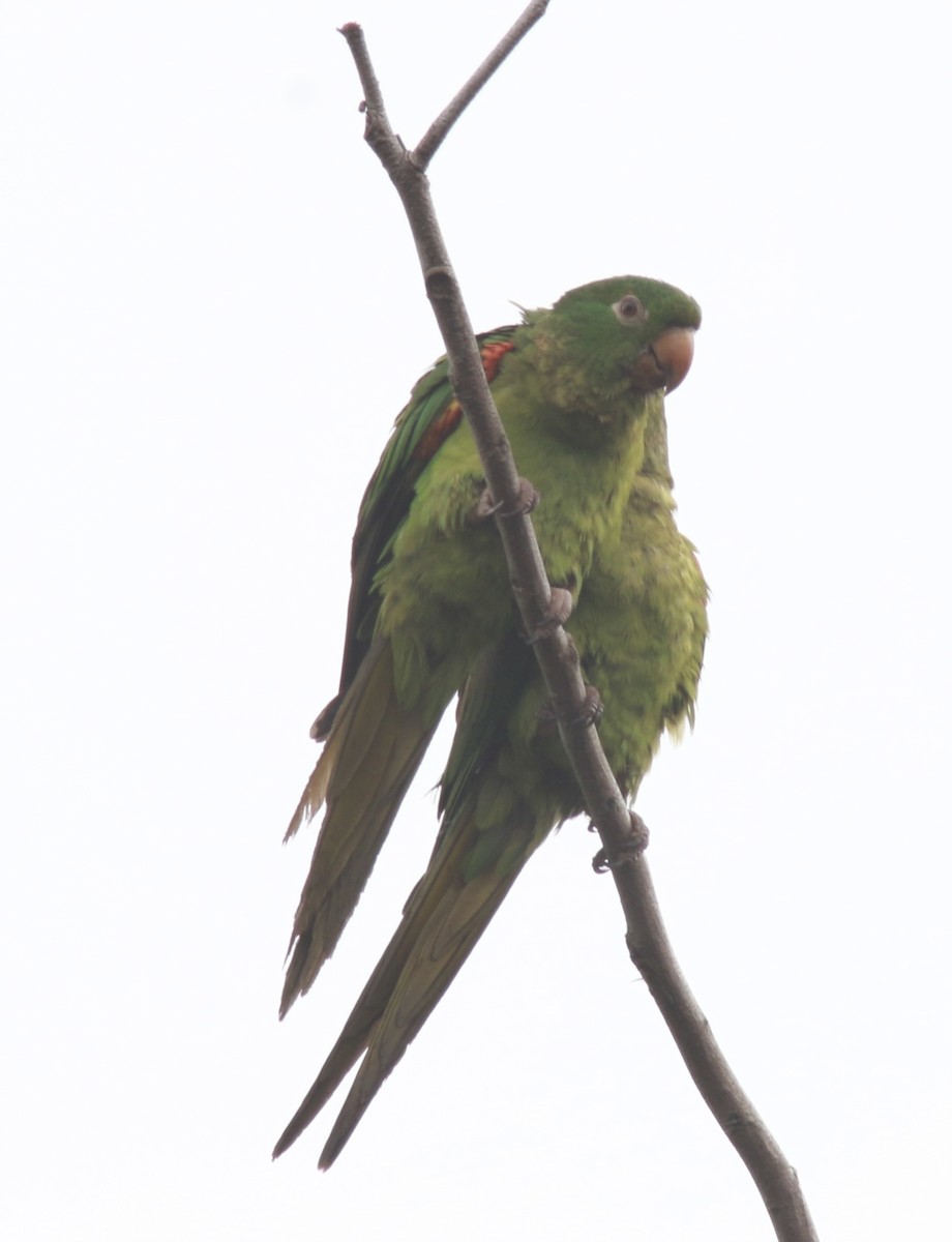 Conure pavouane - ML545475501