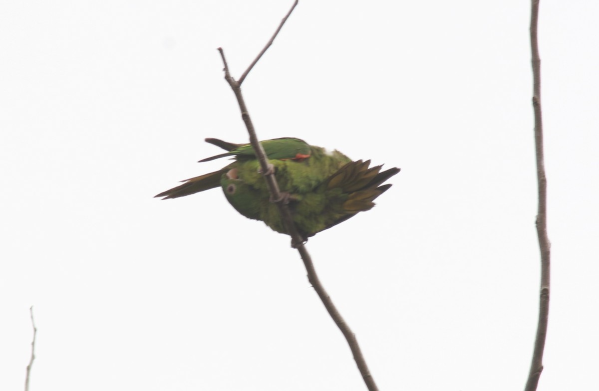 White-eyed Parakeet - ML545475511