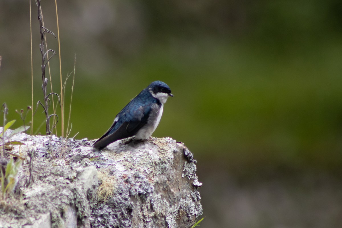 Hirondelle bleu et blanc - ML545475881