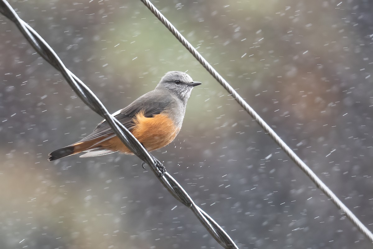 Red-rumped Bush-Tyrant - ML545475891