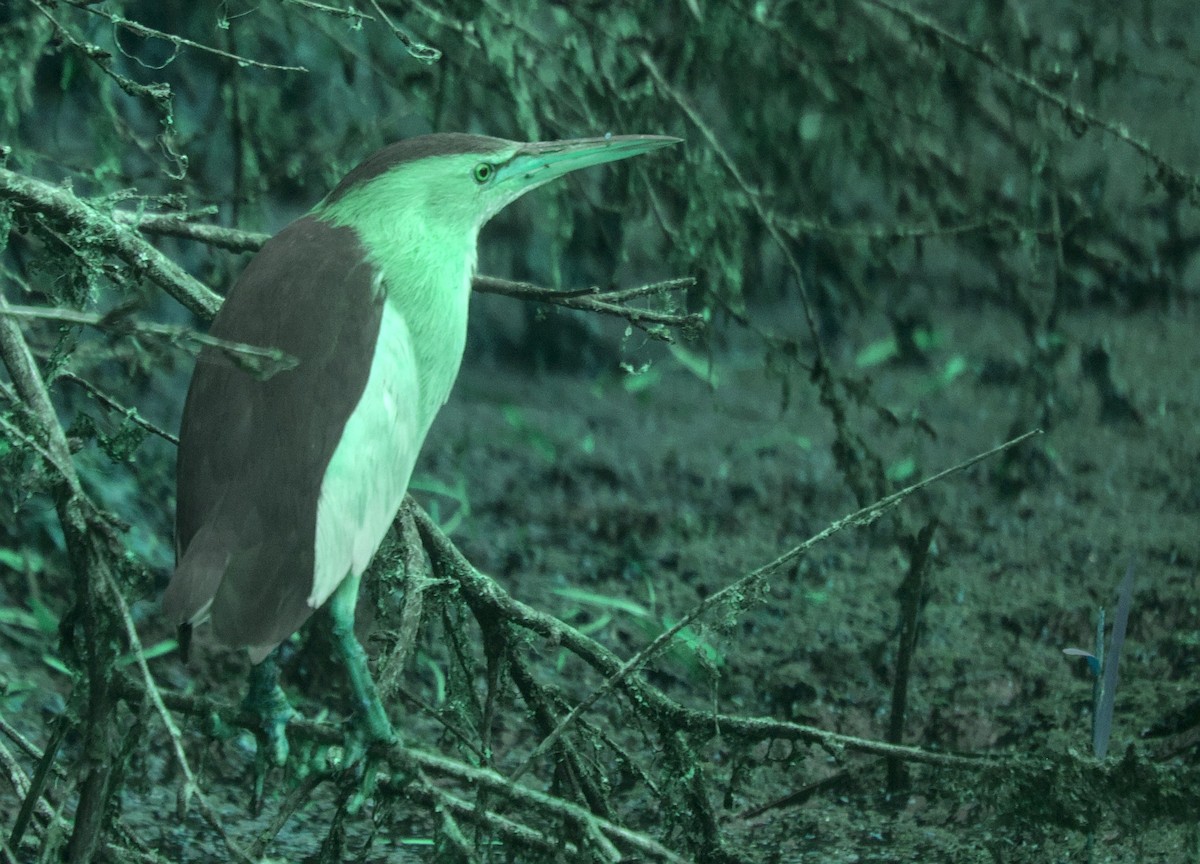 Little Bittern - Cameron Blair