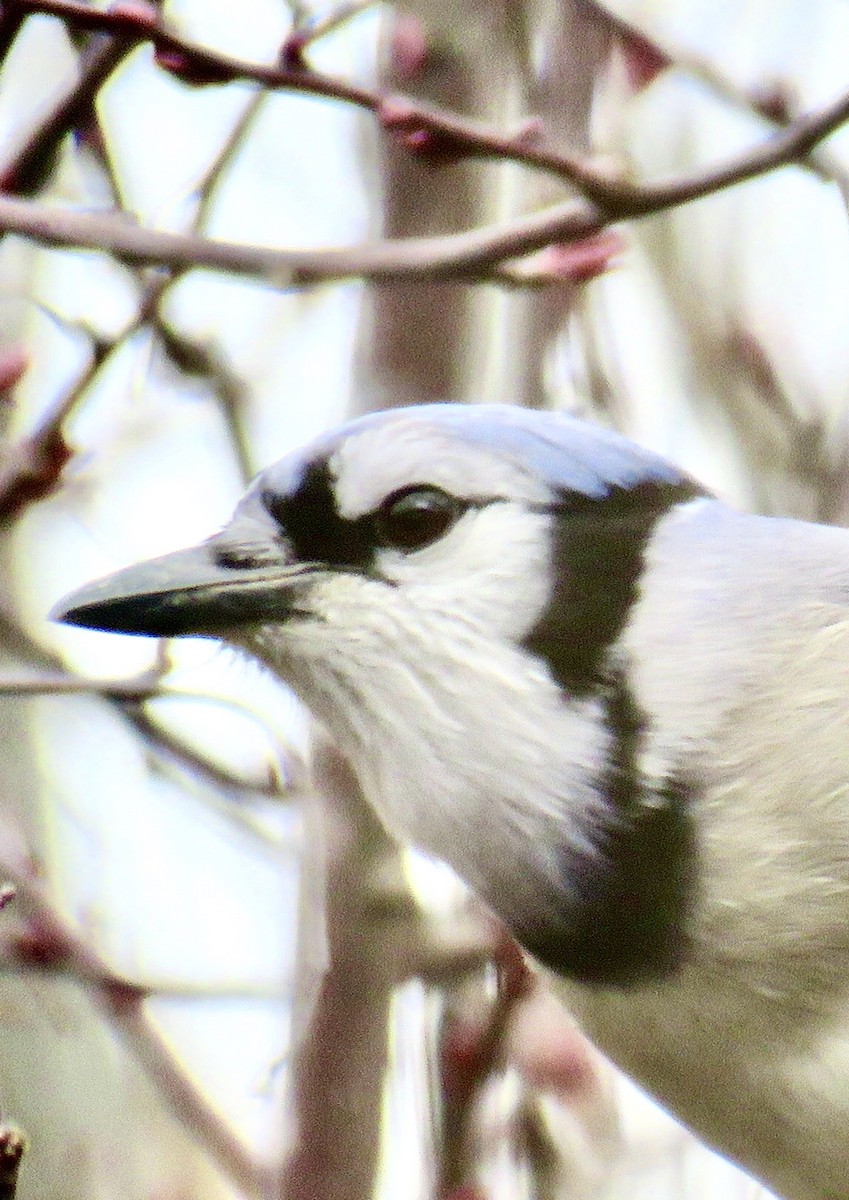 Blue Jay - Jean Spaans