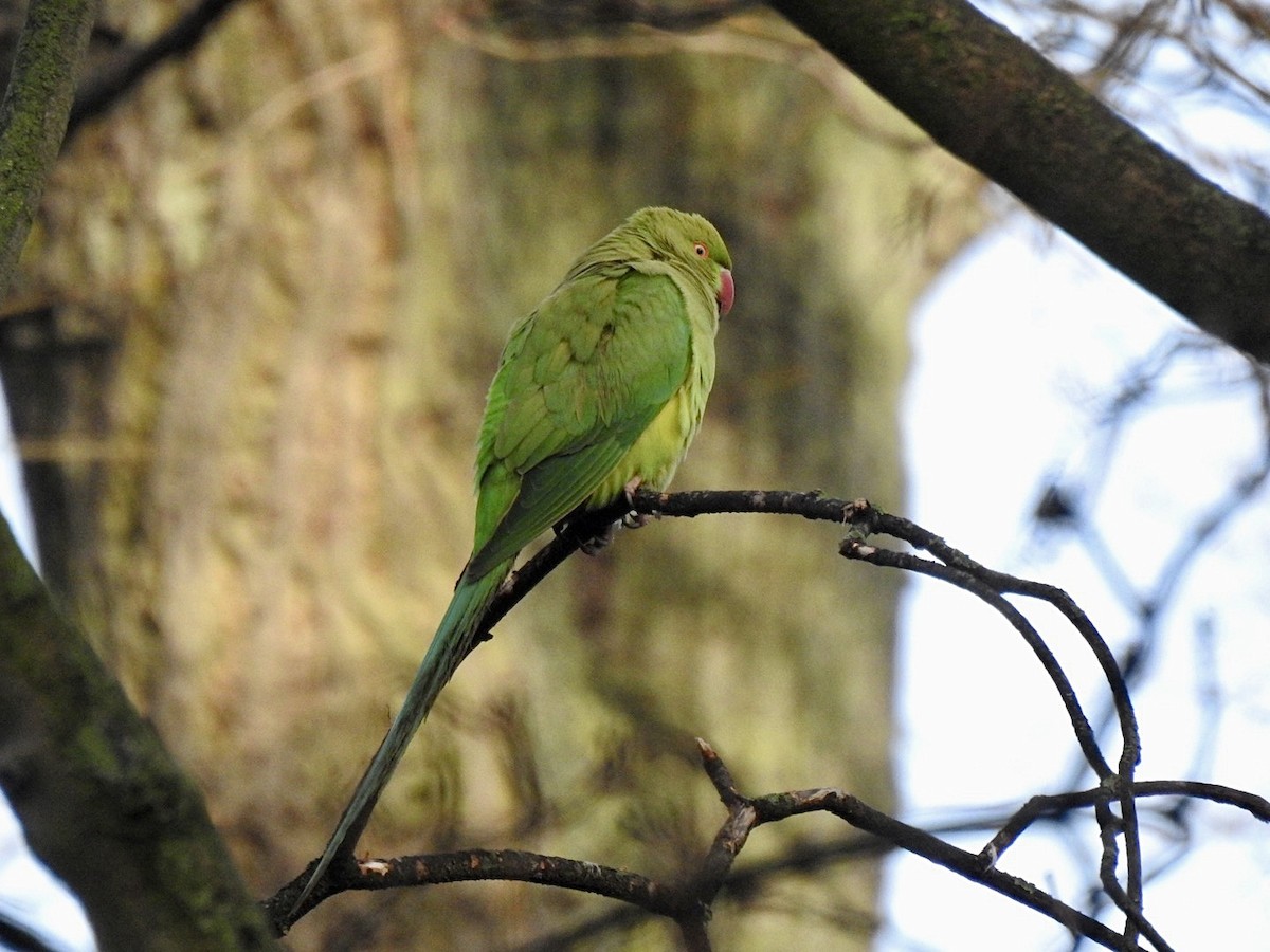 Rose-ringed Parakeet - ML545476701