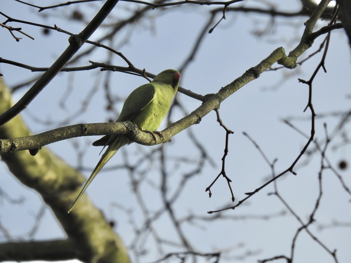 Rose-ringed Parakeet - ML545476711