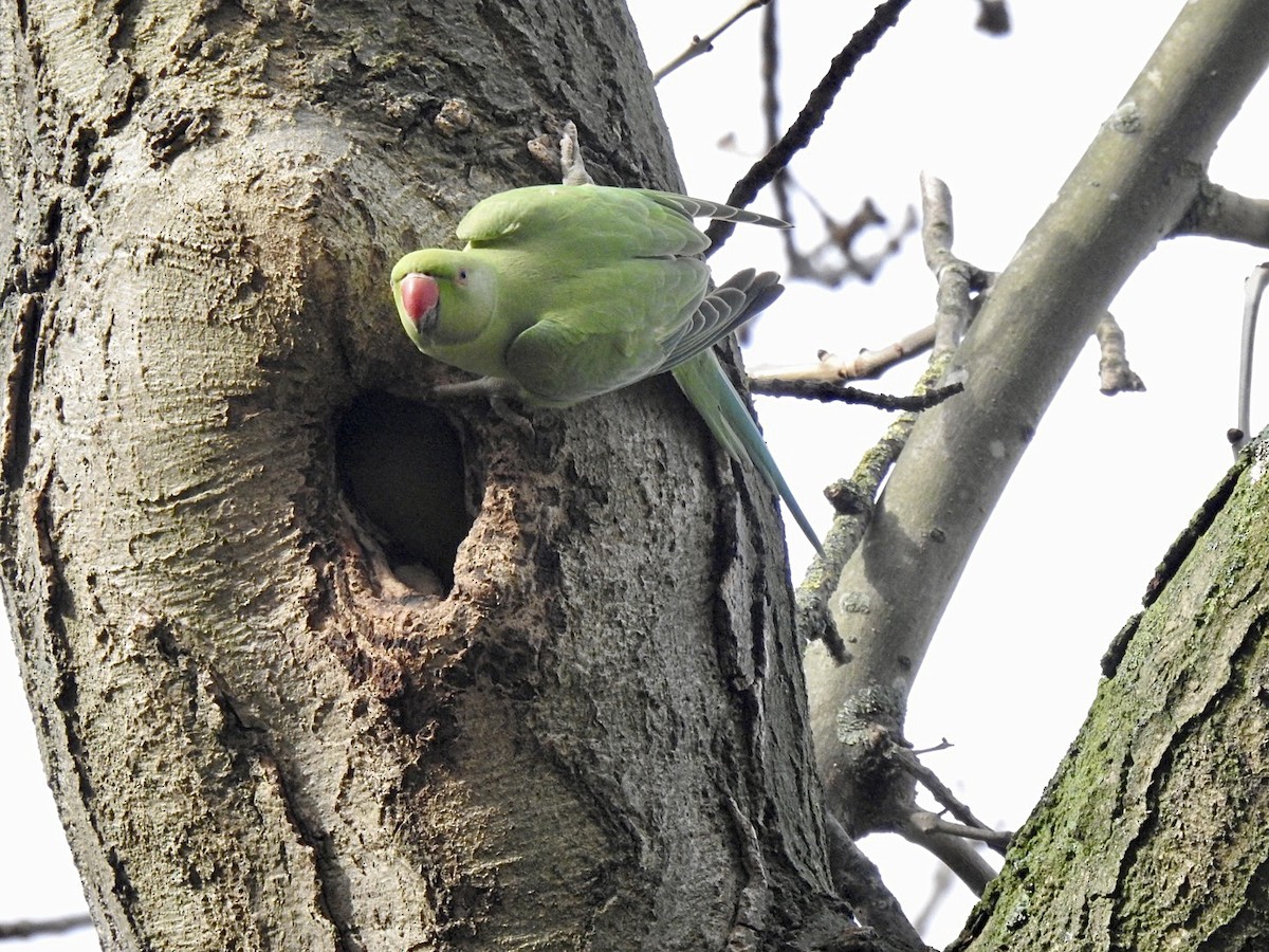 Rose-ringed Parakeet - ML545476721