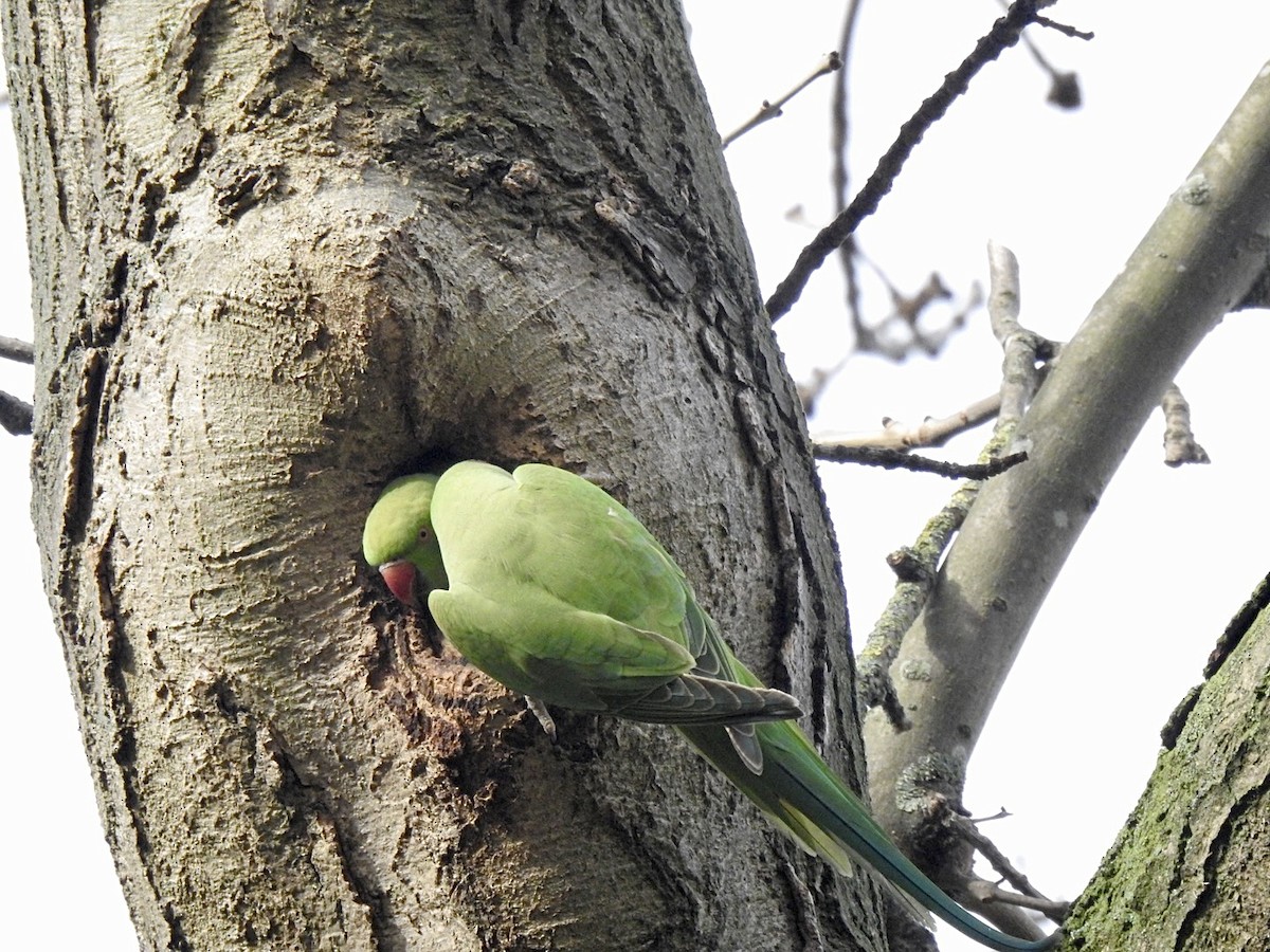 Rose-ringed Parakeet - ML545476731