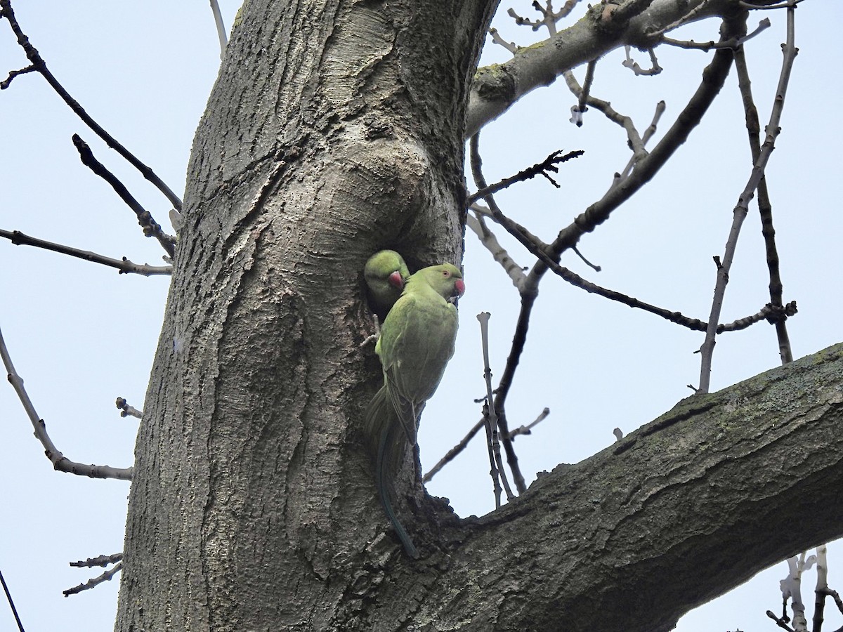 Rose-ringed Parakeet - ML545476741