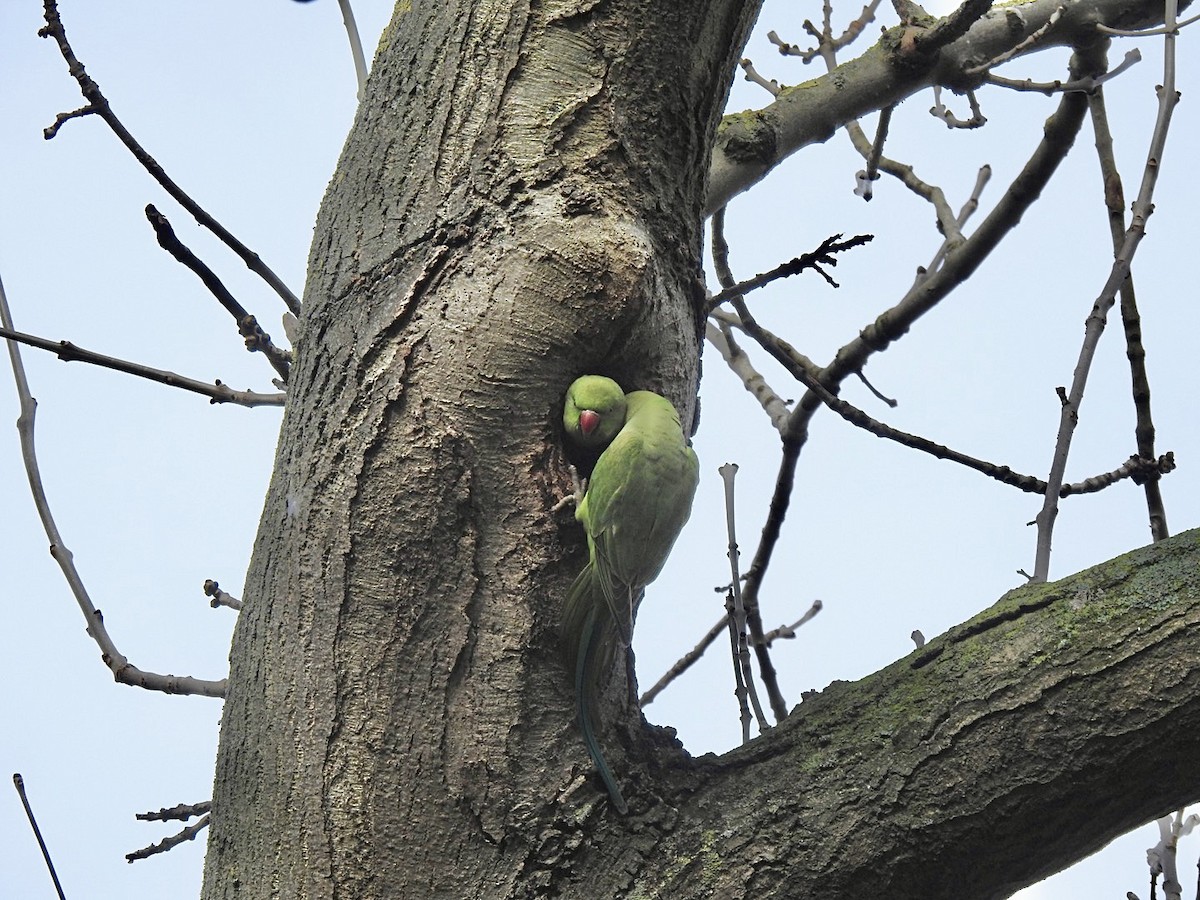 Rose-ringed Parakeet - ML545476751