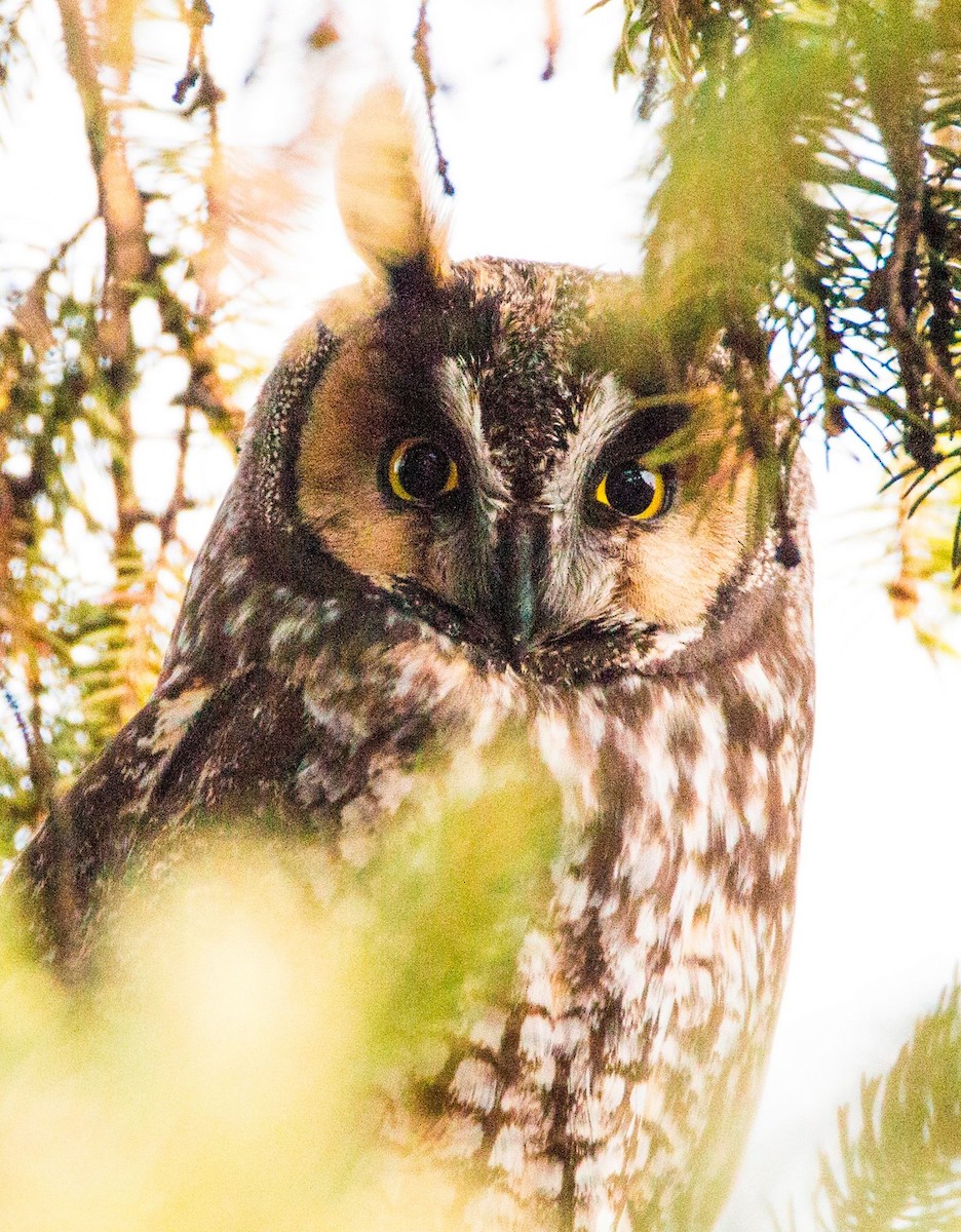 Long-eared Owl - Andrew whitham