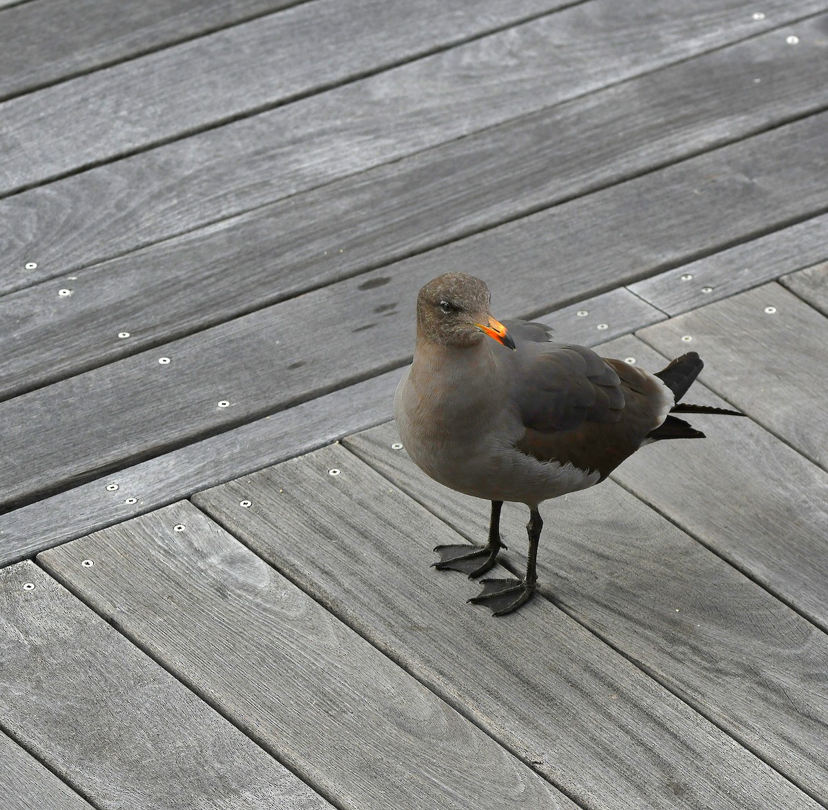 Heermann's Gull - ML545477581