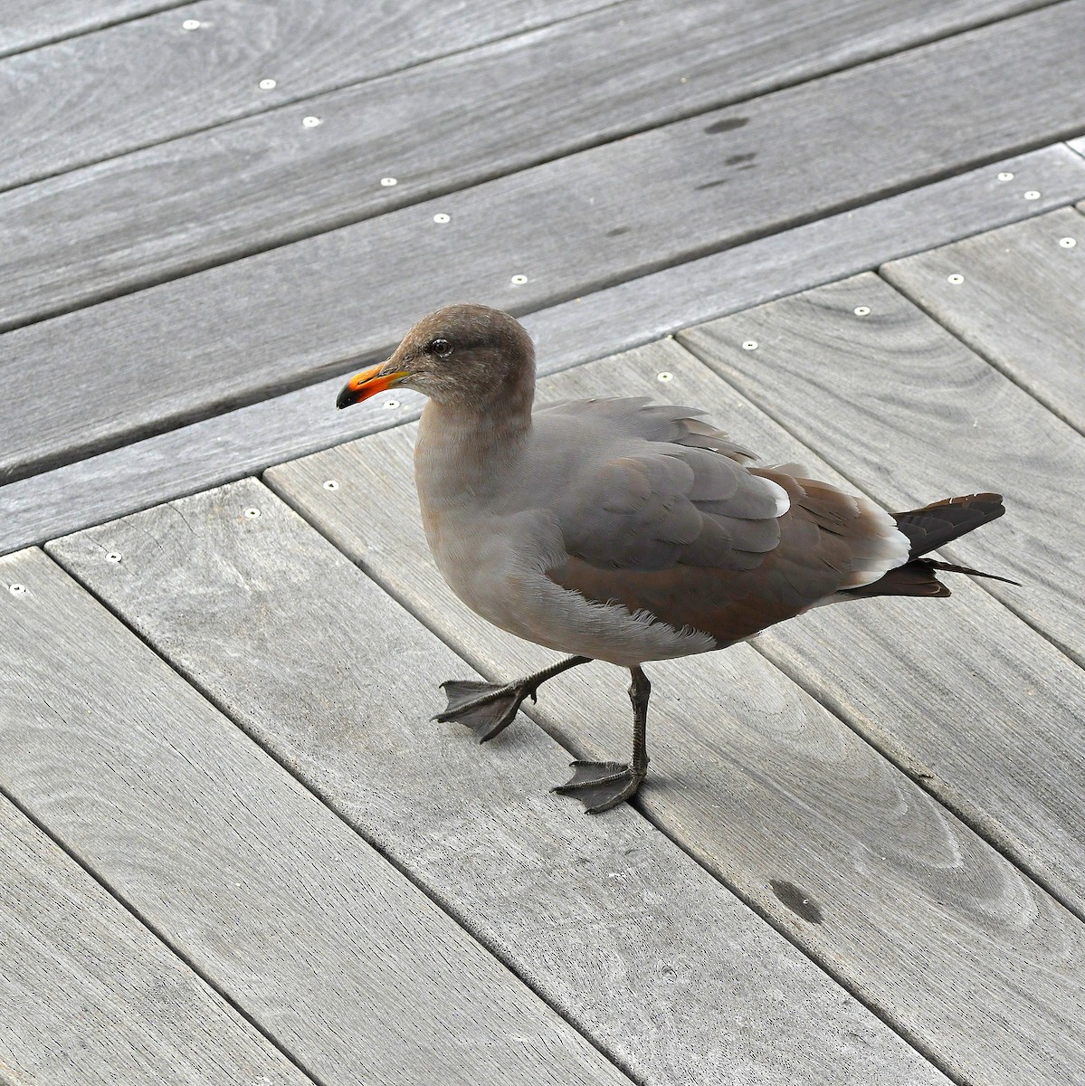 Heermann's Gull - ML545477591