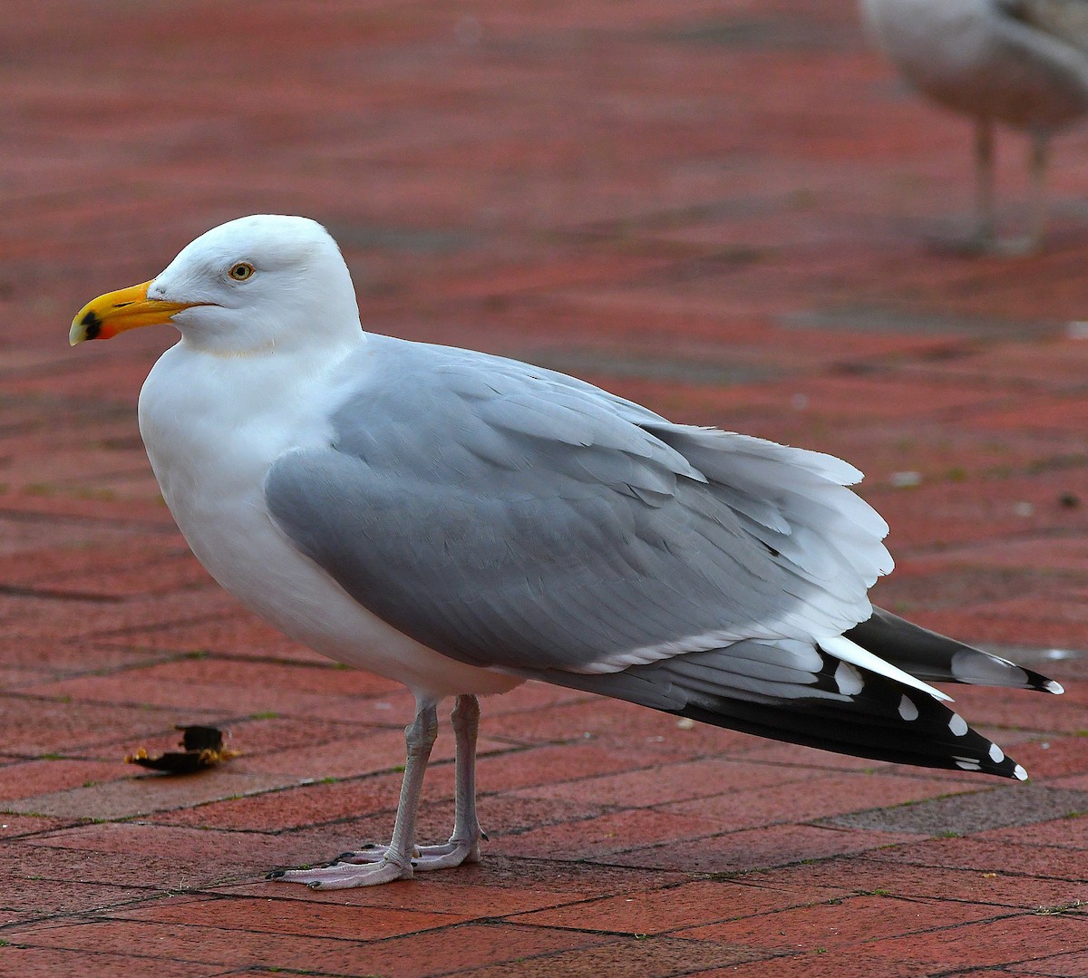 American Herring Gull - ML545477661