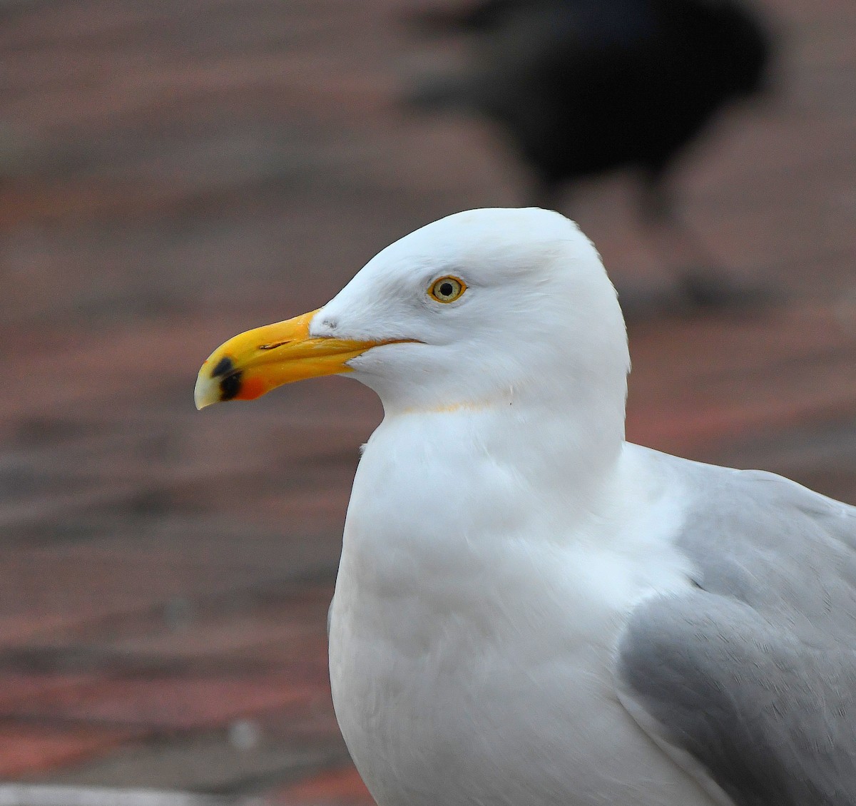 American Herring Gull - ML545477671