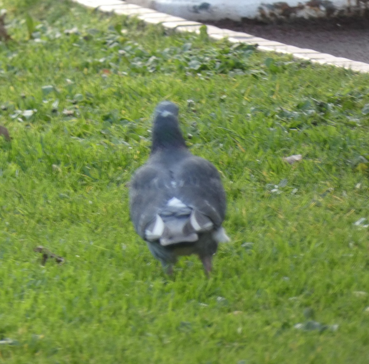 Rock Pigeon (Feral Pigeon) - ML545478611