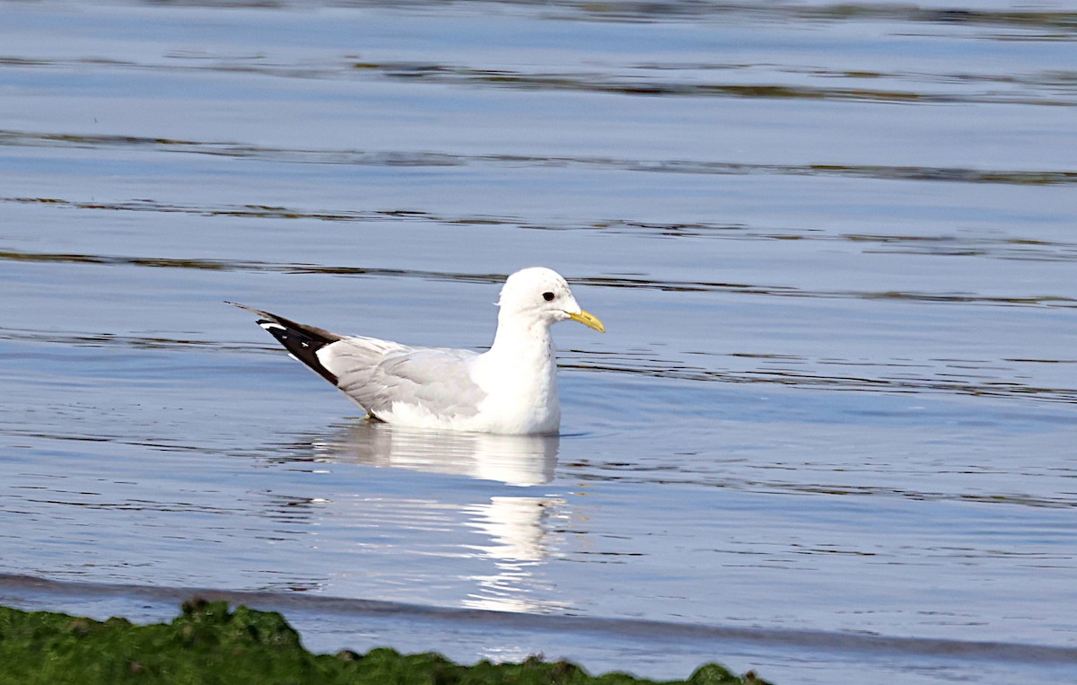 Goéland cendré - ML545479441