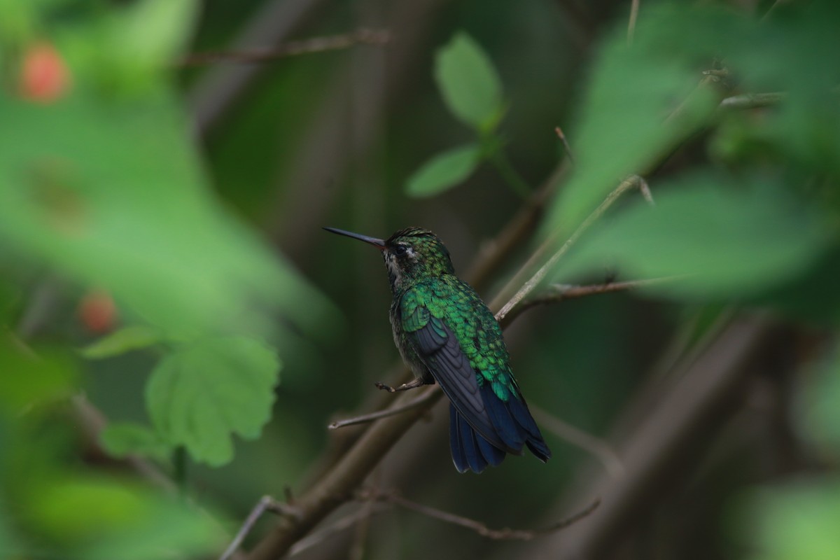 Glittering-bellied Emerald - ML545479621