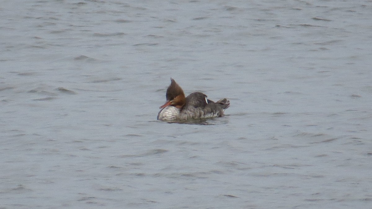 Red-breasted Merganser - ML54548121