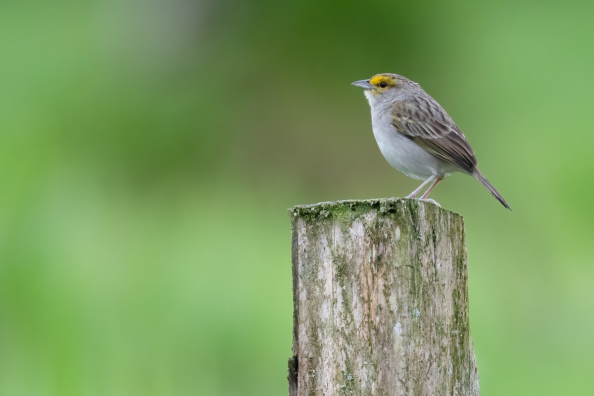 Yellow-browed Sparrow - Ben  Lucking