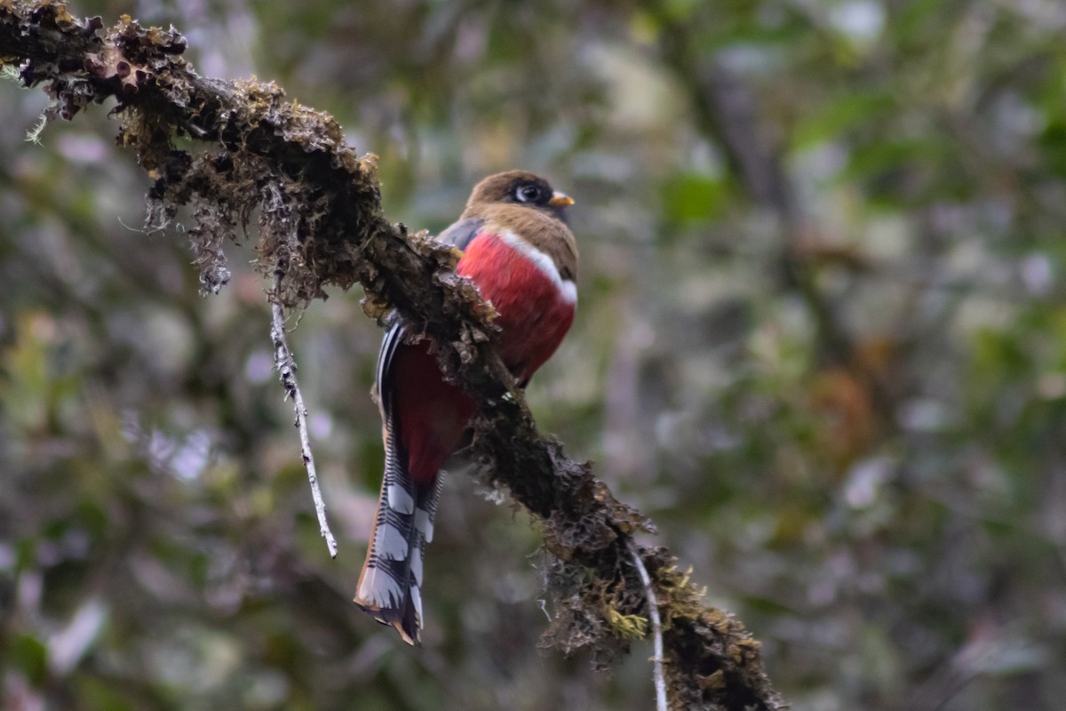 Masked Trogon - ML545481911