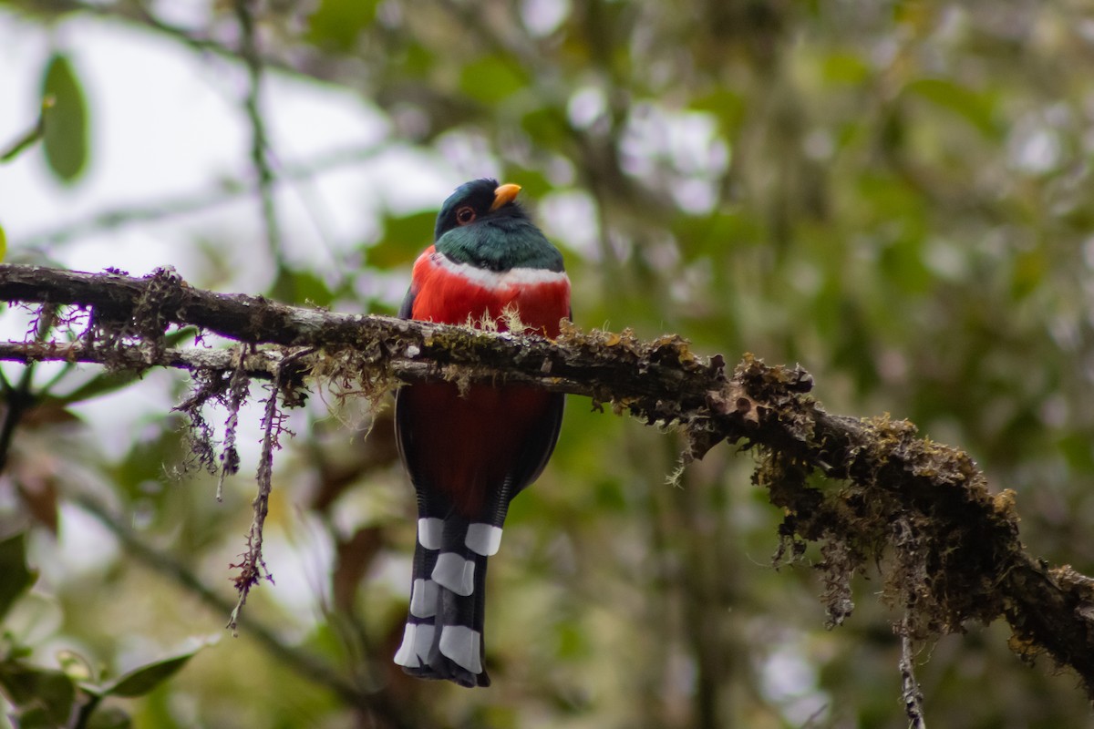 Masked Trogon - ML545481921