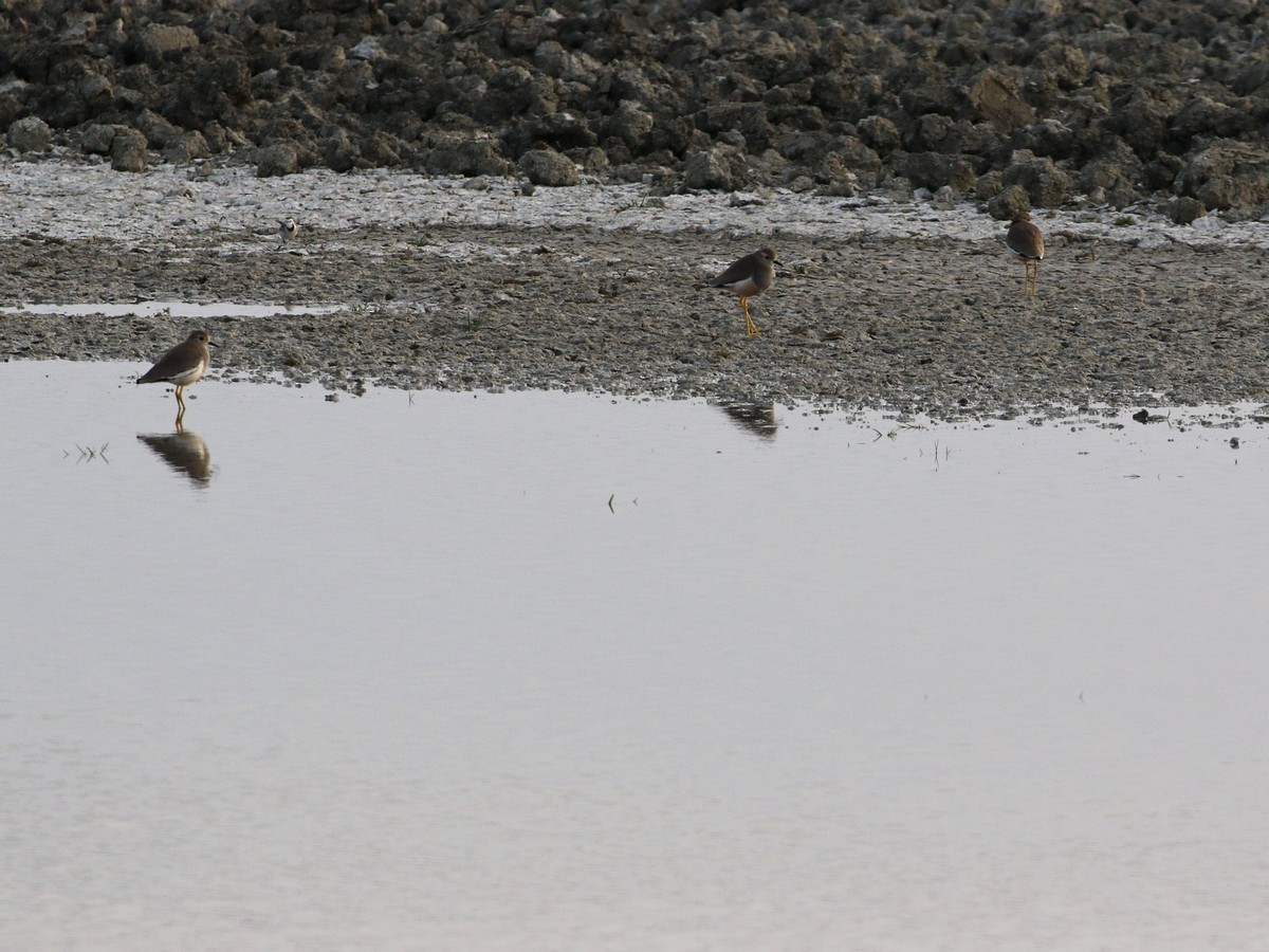 White-tailed Lapwing - ML545482041