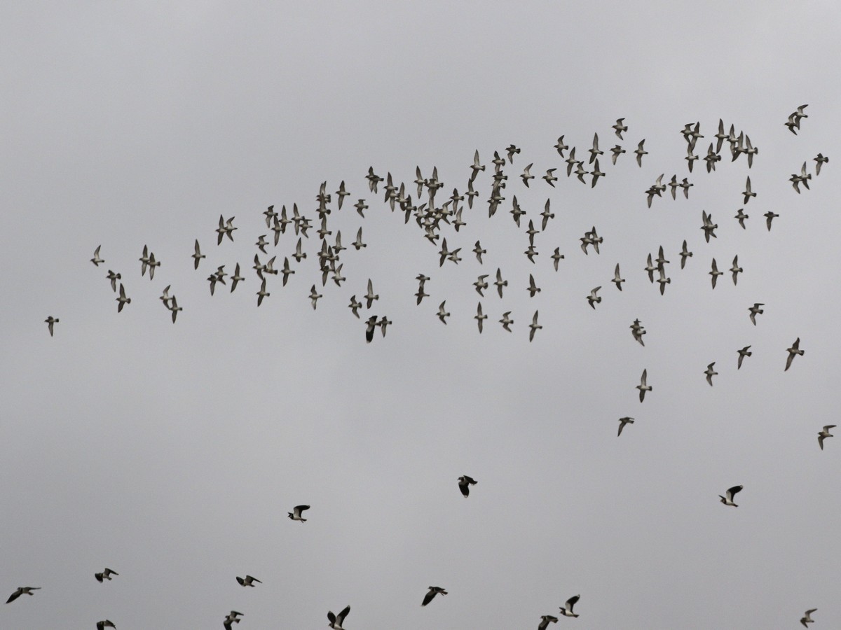 European Golden-Plover - ML545482241