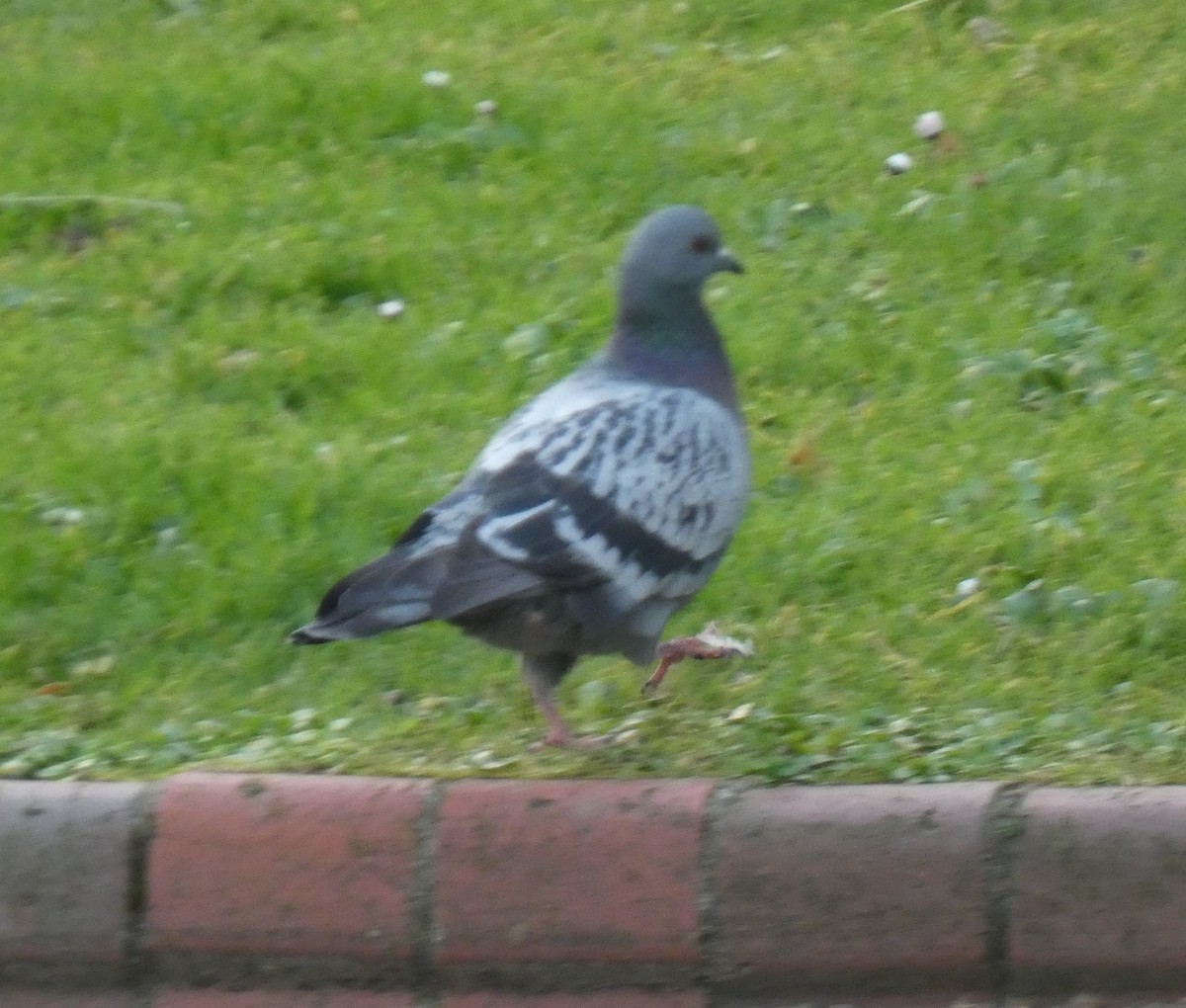 Pigeon biset (forme domestique) - ML545482271