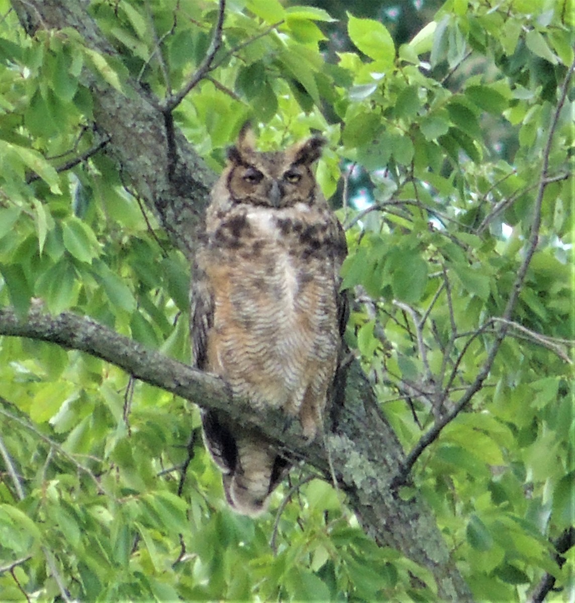 Great Horned Owl - ML545482281