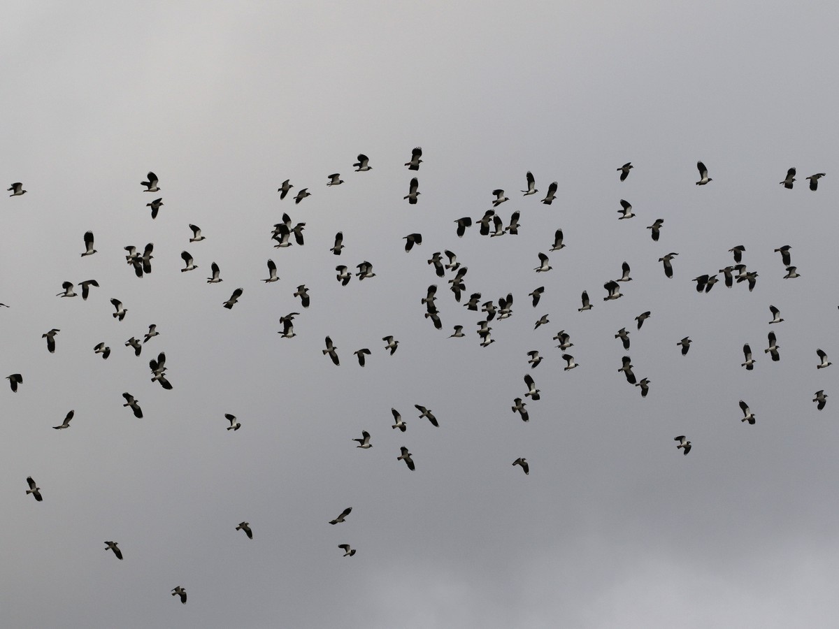 Northern Lapwing - ML545482291