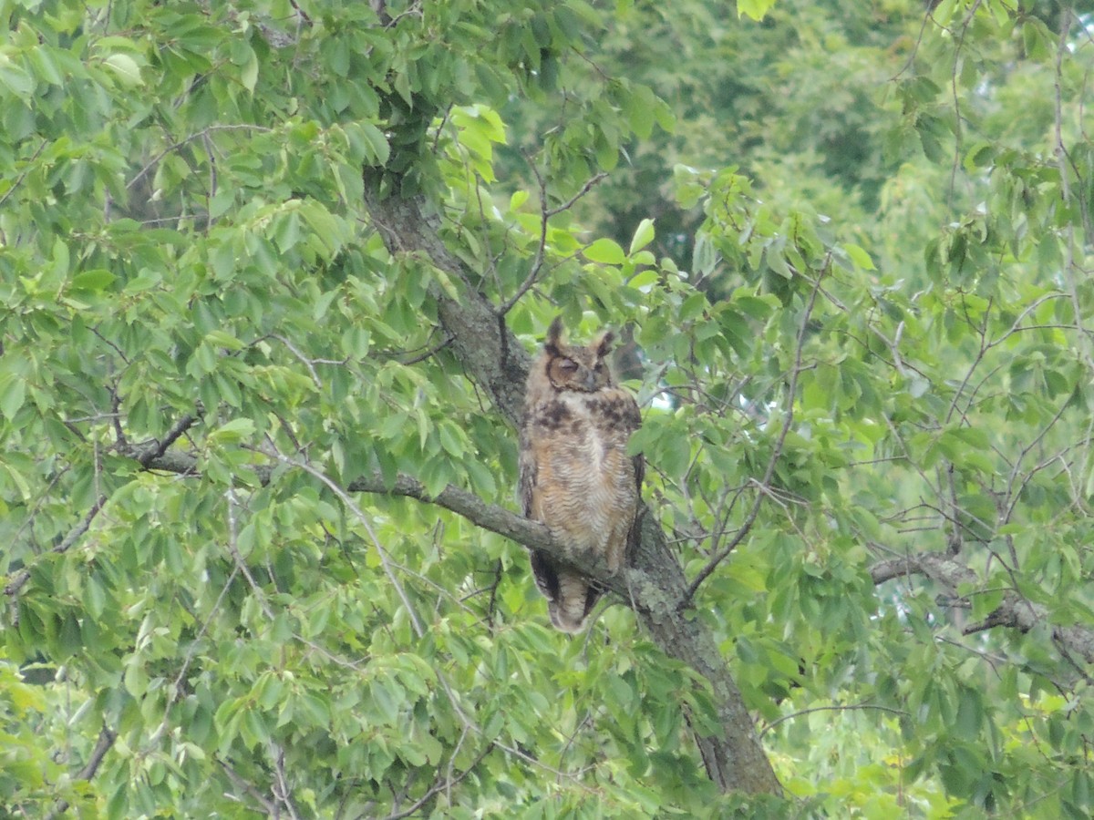 Great Horned Owl - Michael Jacobs