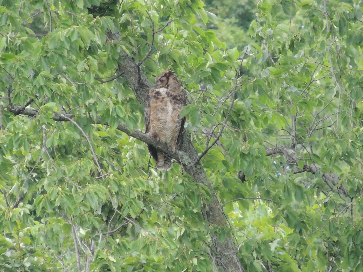 Great Horned Owl - ML545482541