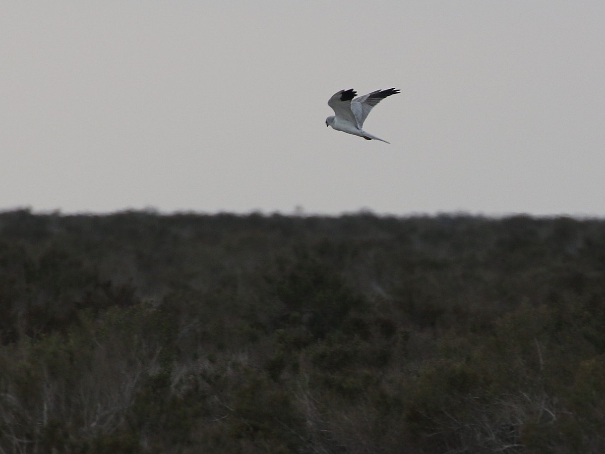 Pallid Harrier - ML545483211