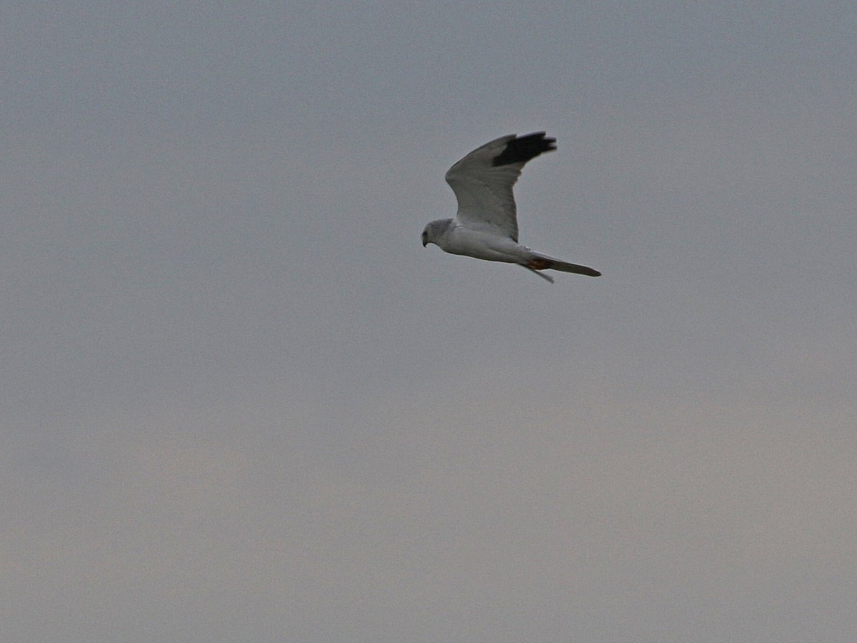 Pallid Harrier - ML545483221