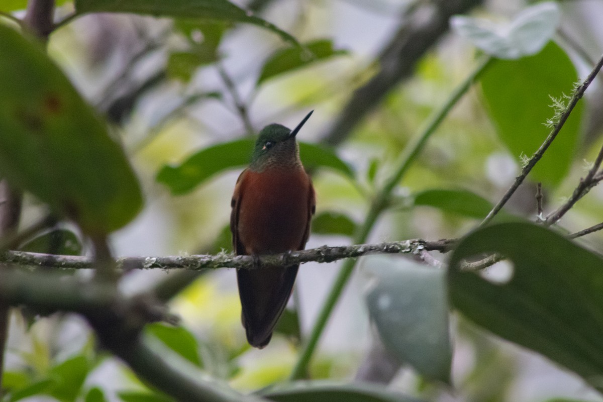 kolibřík peruánský - ML545483431