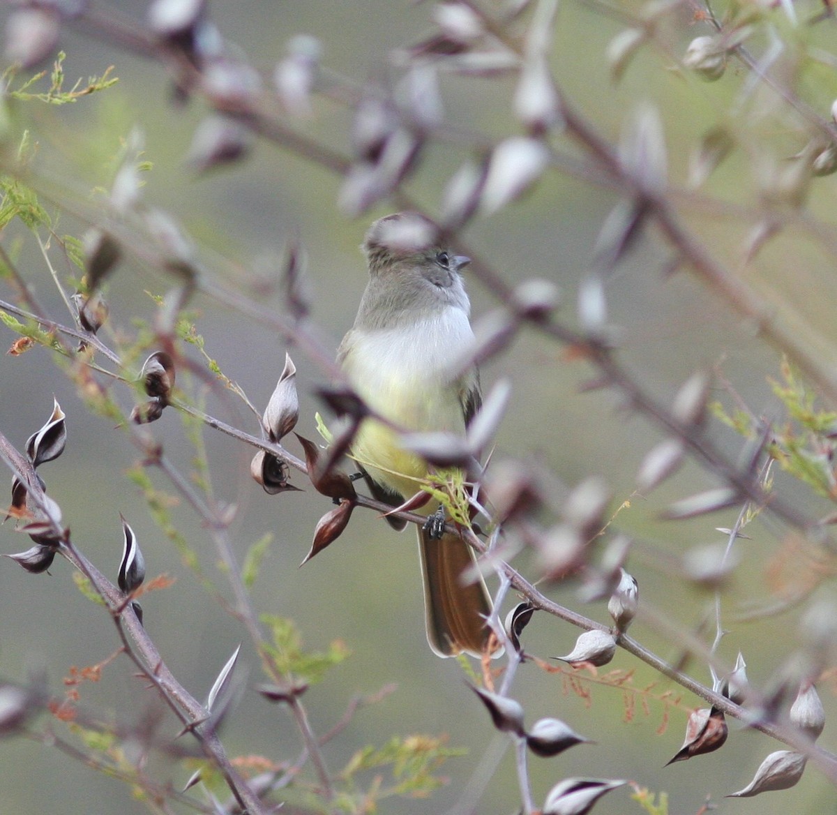 Nutting's Flycatcher - ML545485071