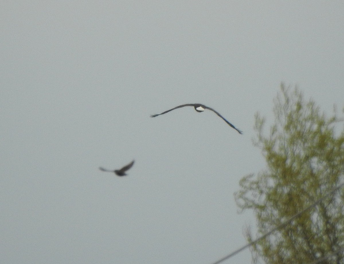 Bald Eagle - ML54548551