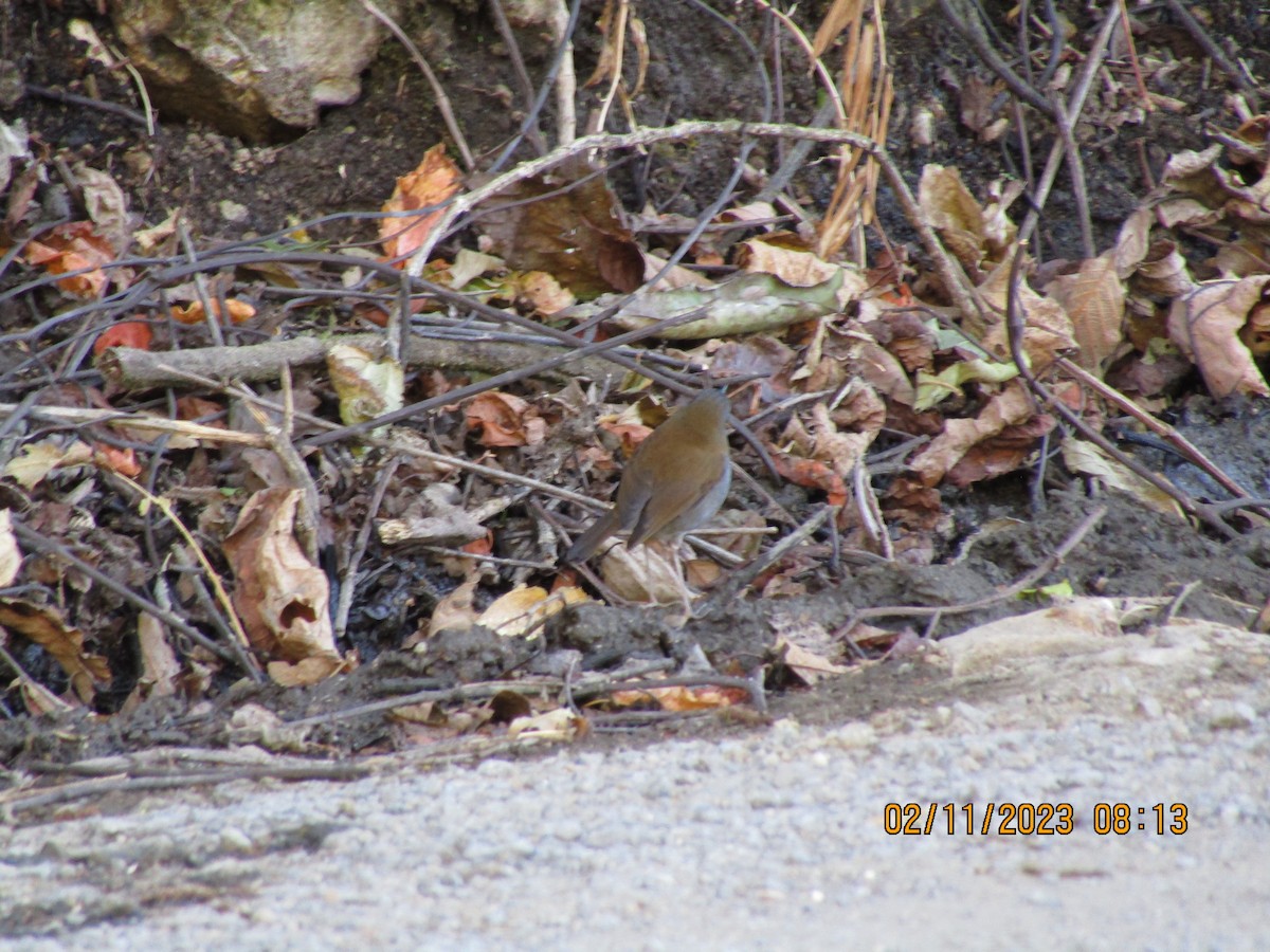 Black-billed Nightingale-Thrush - ML545486221