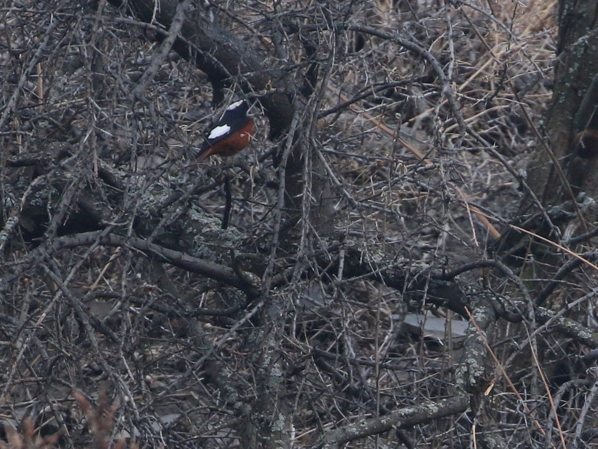 White-winged Redstart - ML545487381