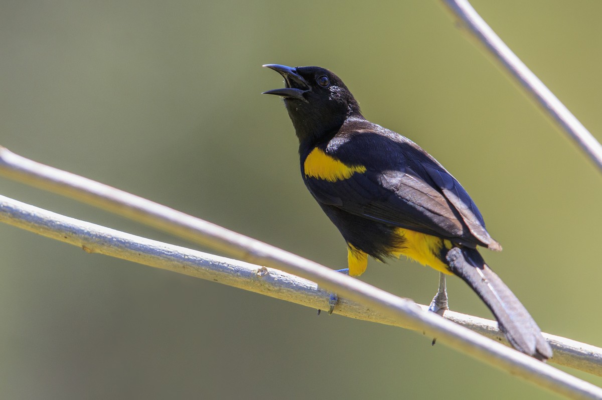 Puerto Rican Oriole - ML545487771